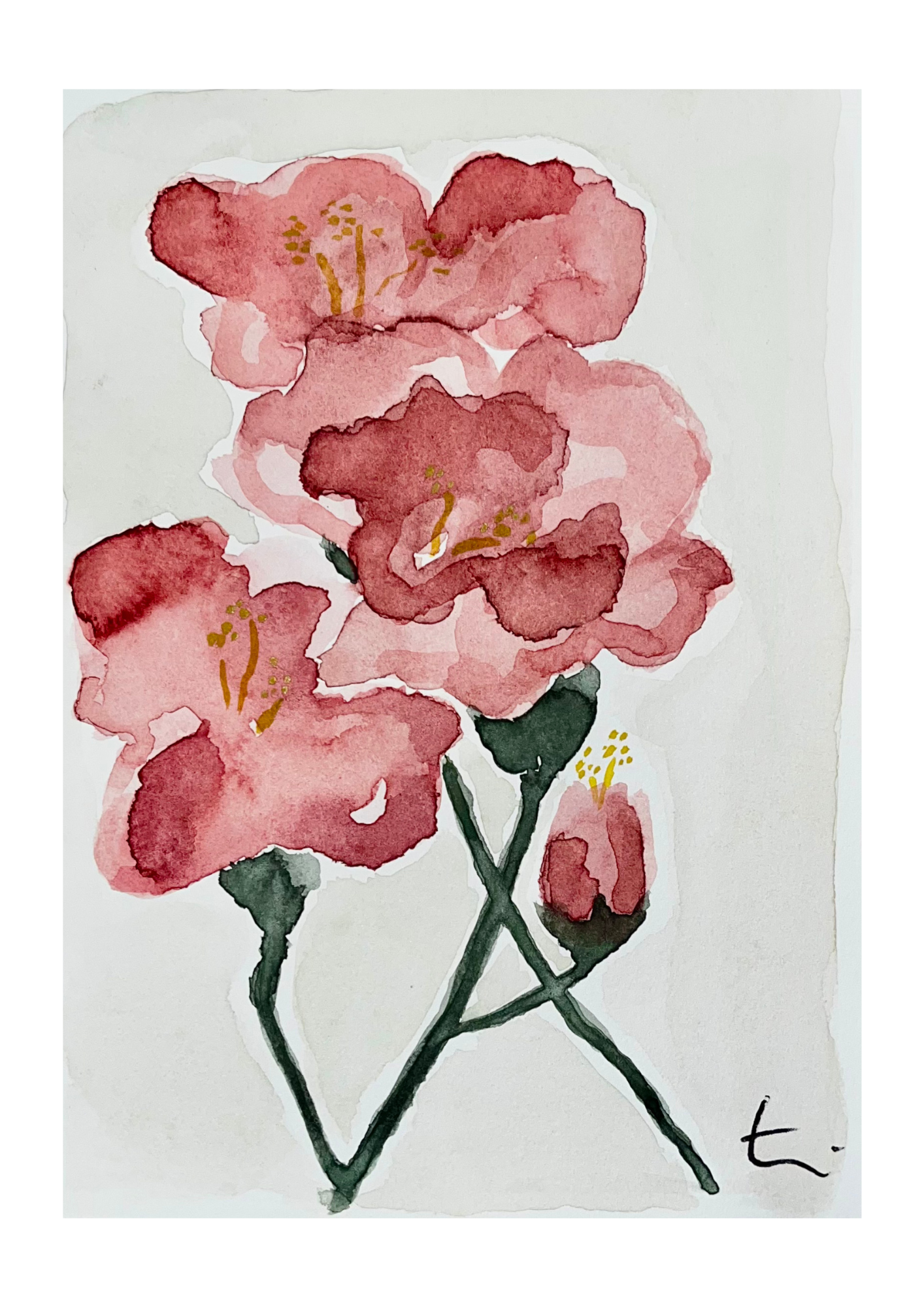 Limited Print - Postcard 10 - 'Blooming through la rosée matinale'